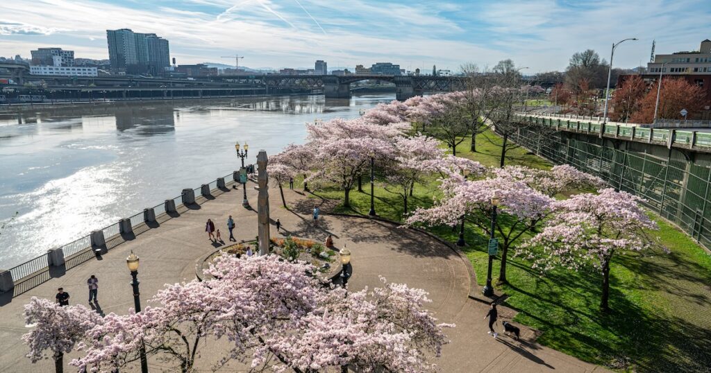 Cherry Blossoms in Portland Oregon