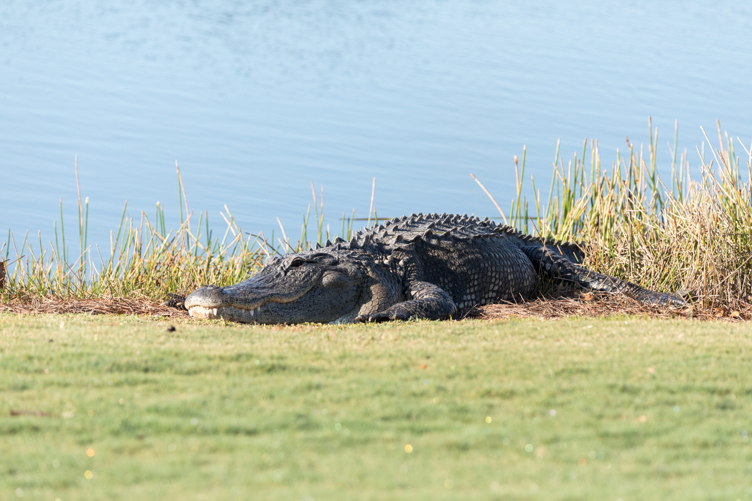 VeryLargeAmericanAlligatorMississippiensisBaskingOnTheSideOf | I Heart RVing