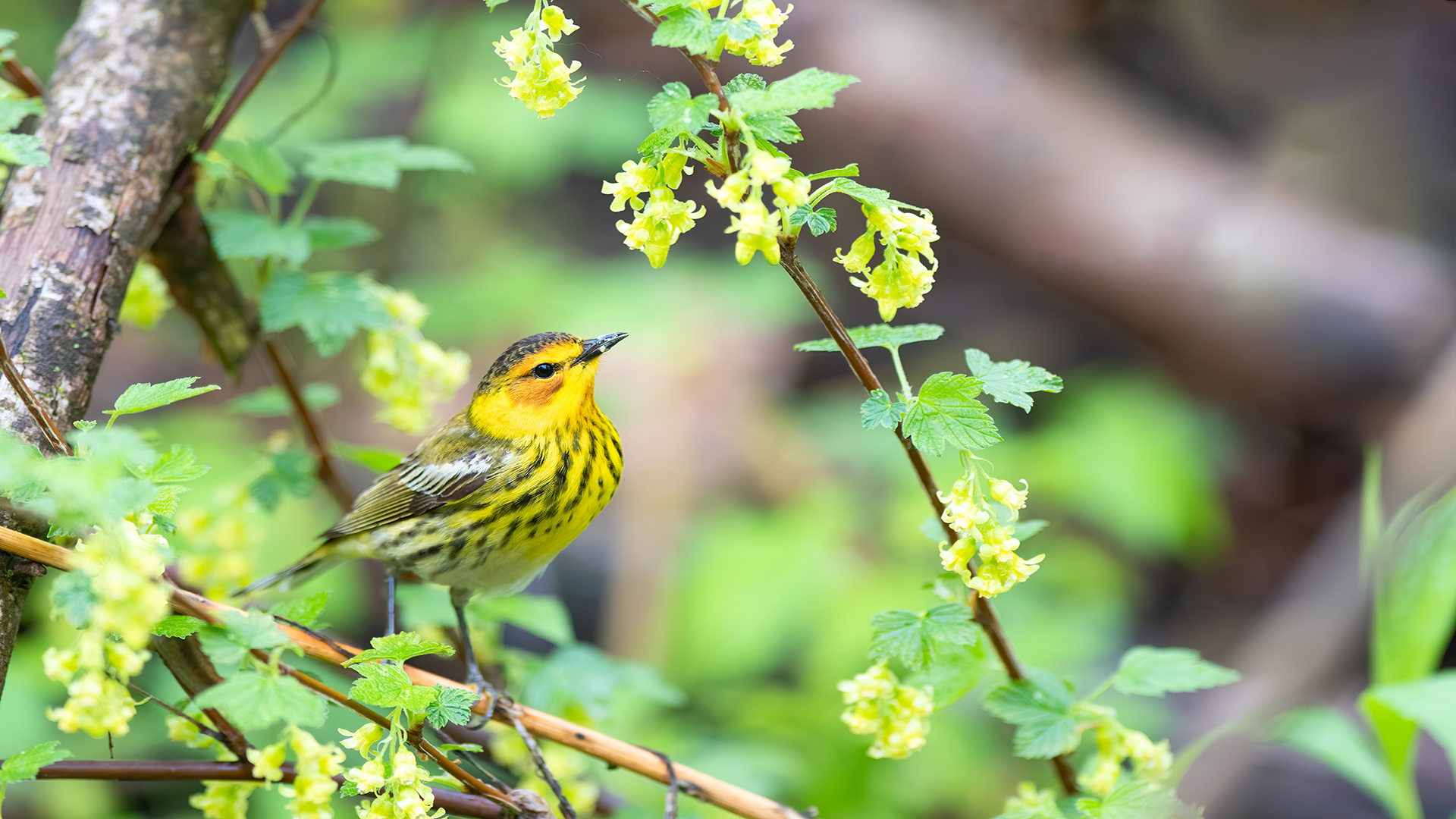 The Magical Marsh Alive with Song