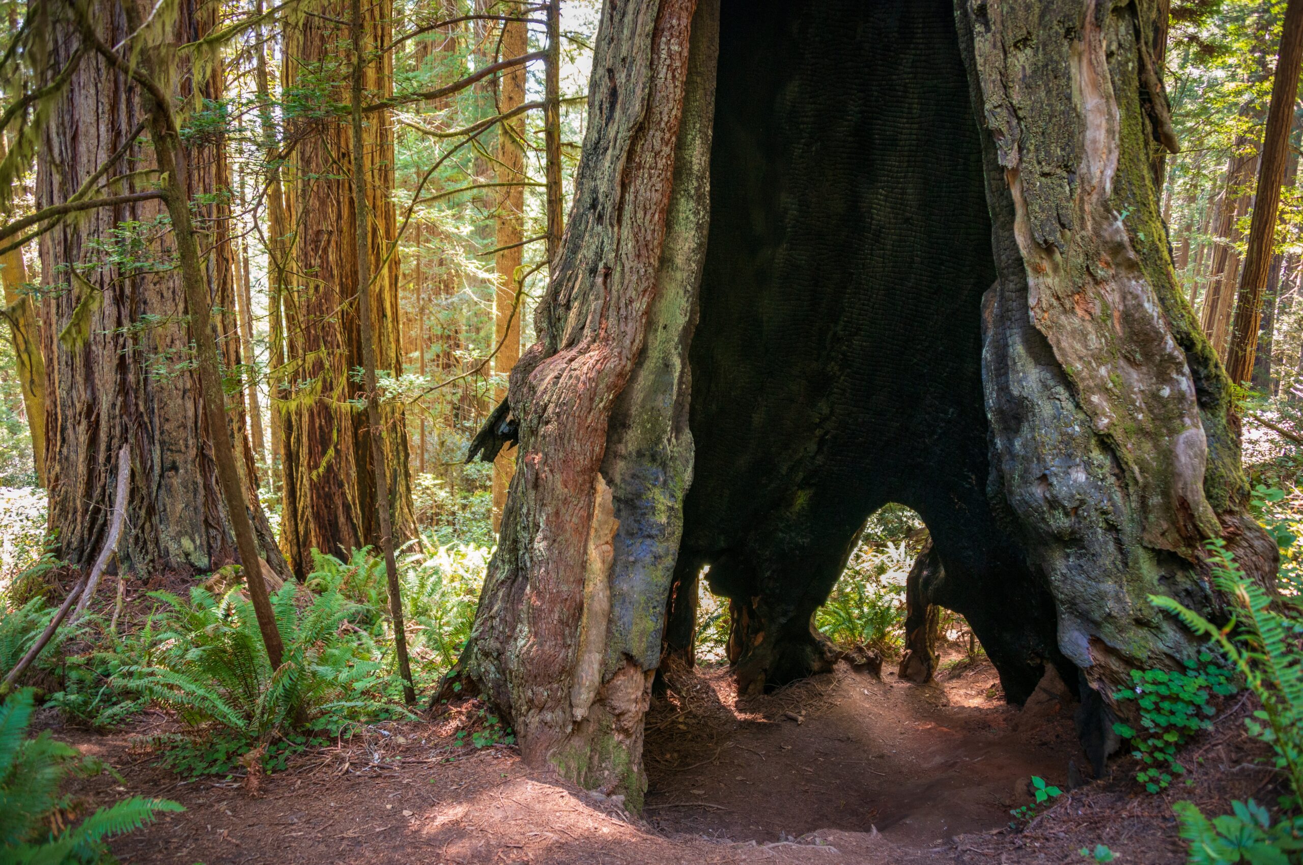 RedwoodNationalParkInCalifornia | I Heart RVing