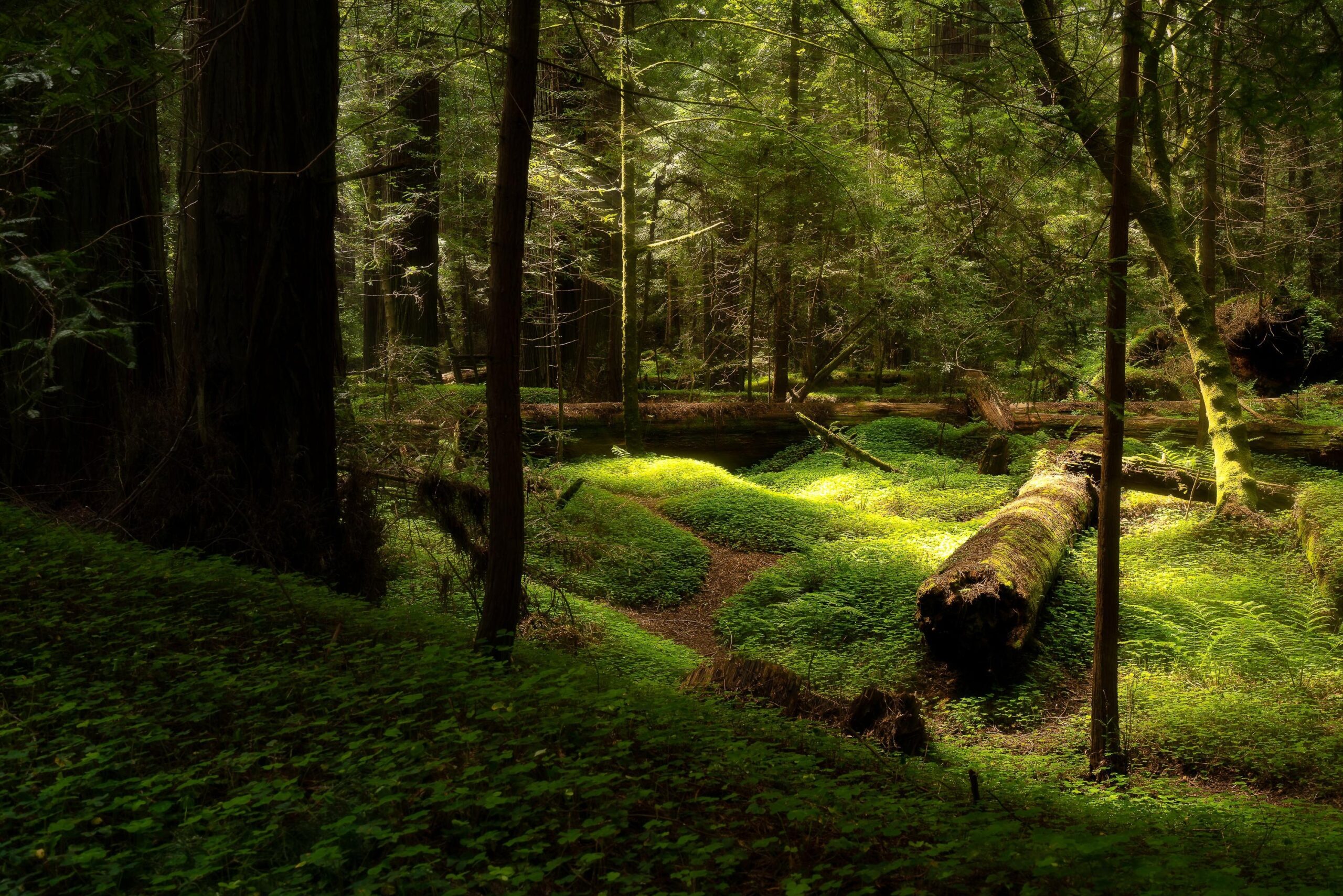 MagicalRedwoodsNationalParkCalifornia | I Heart RVing