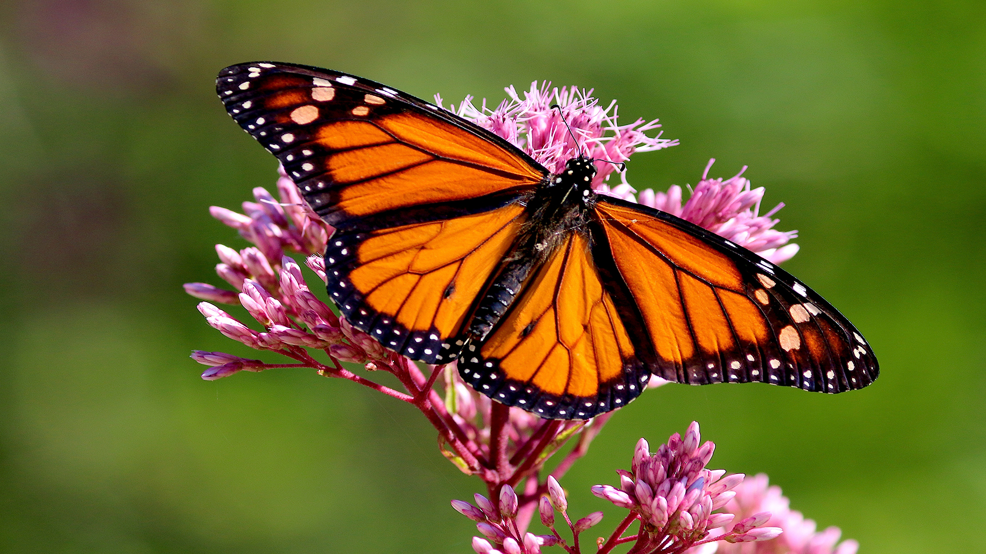 The Western Monarch’s Majestic Migration