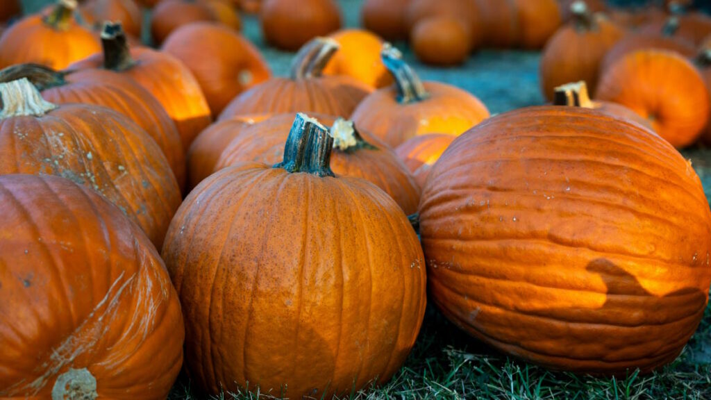 RV Events & Happenings: pumpkin patch