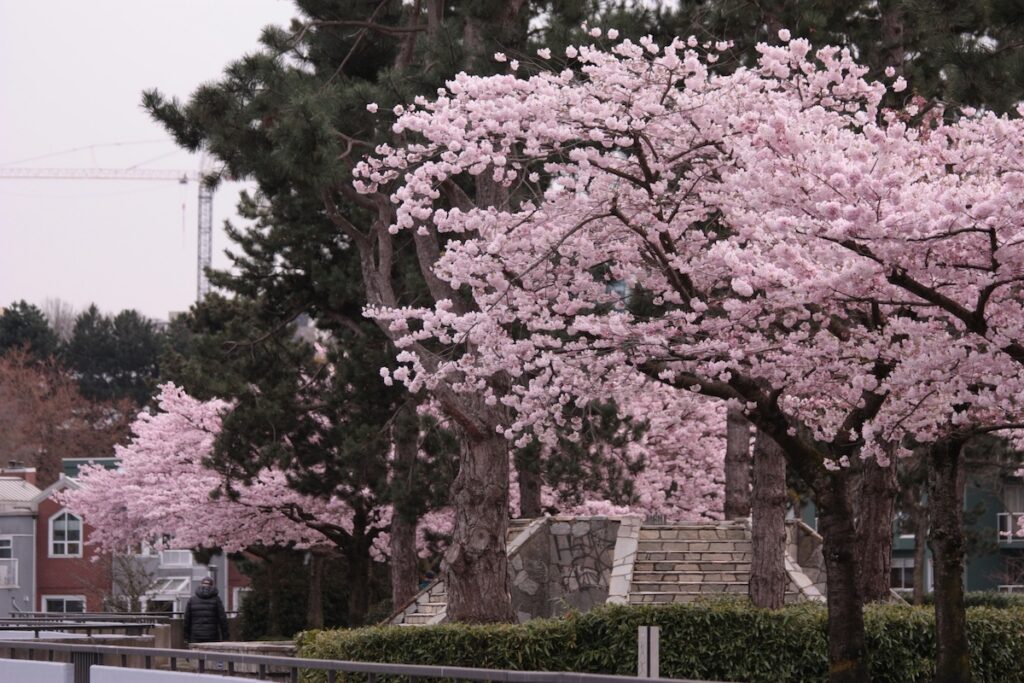 Cherry Blossoms in British Columbia