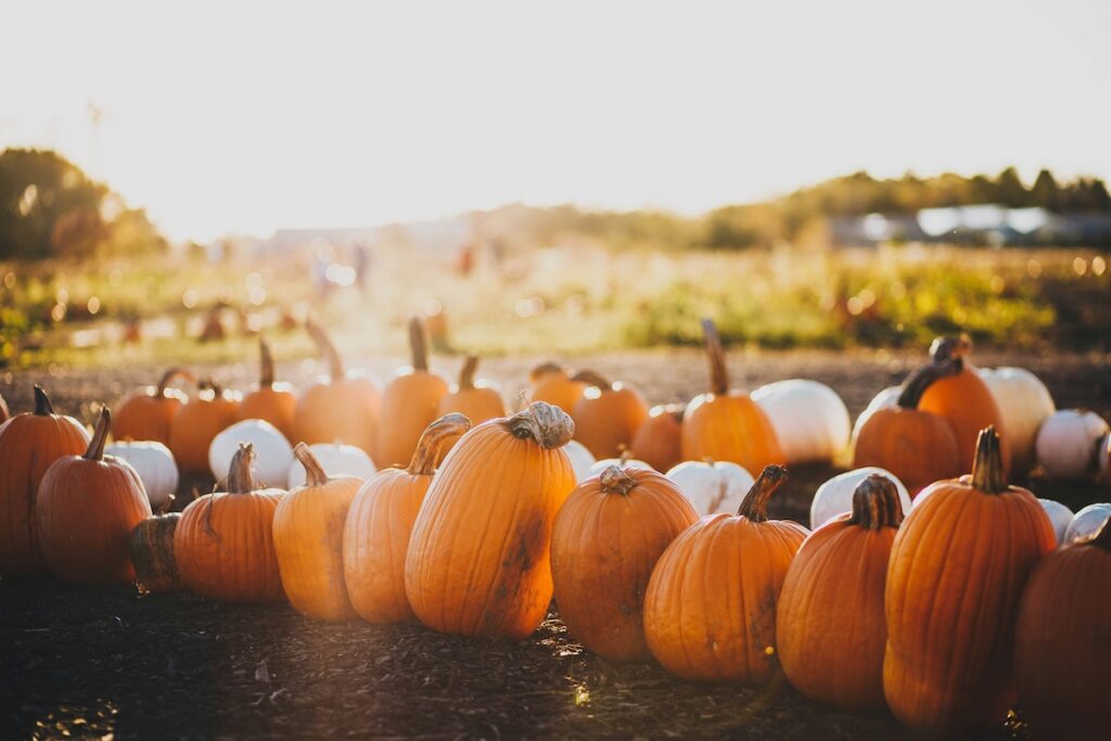 Peak apple- and pumpkin-picking season