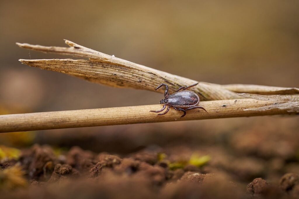 Ticks are enemy #1 when it comes to camping bugs