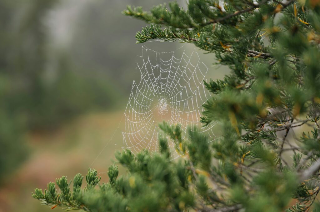 Spiders are the good guys! We just want them spinning their webs outside.