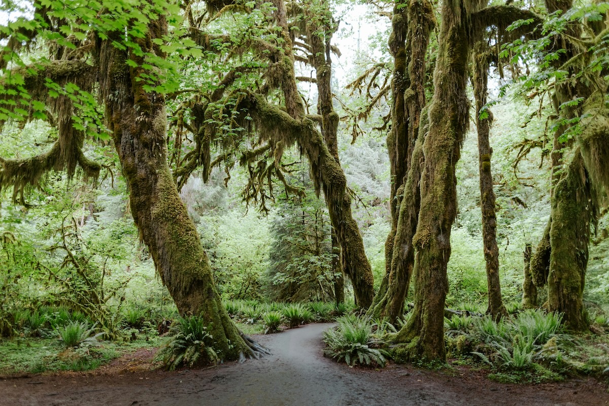 Hall of Mosses RV camping & parking guide