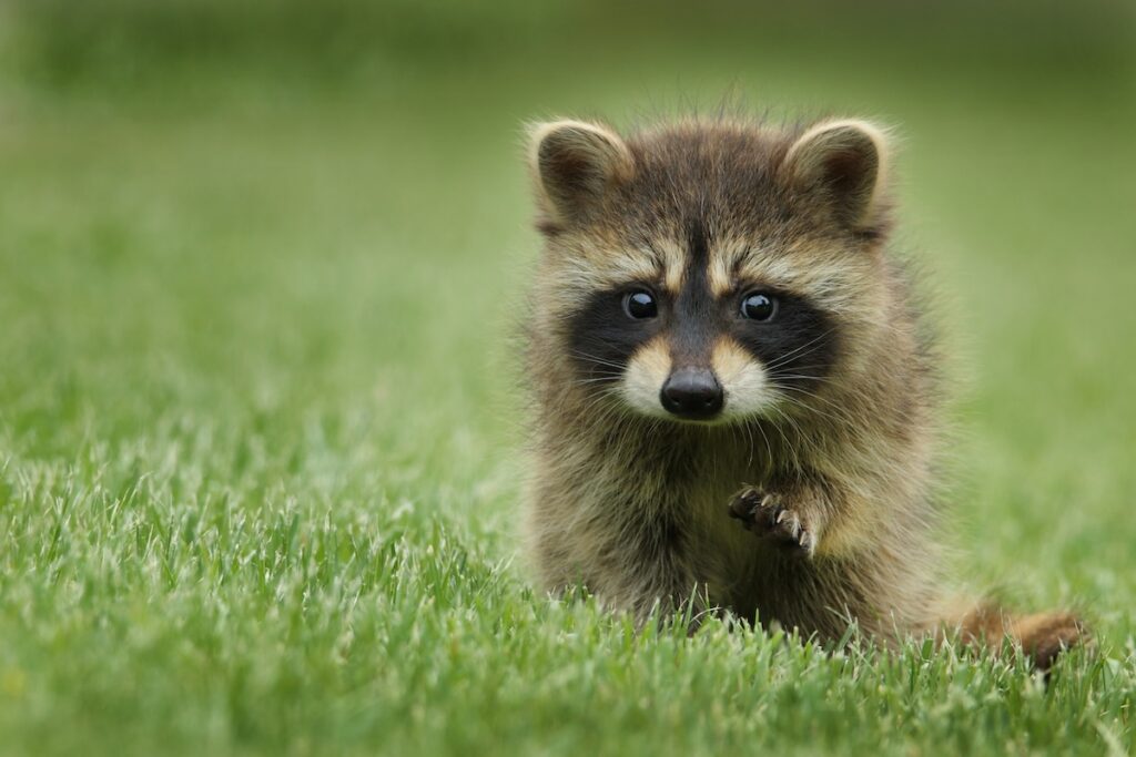 gary-bendig-6GMq7AGxNbE-unsplash | I Heart RVing Young raccoon cub crawling through green grass toward the camera with a curious gaze.