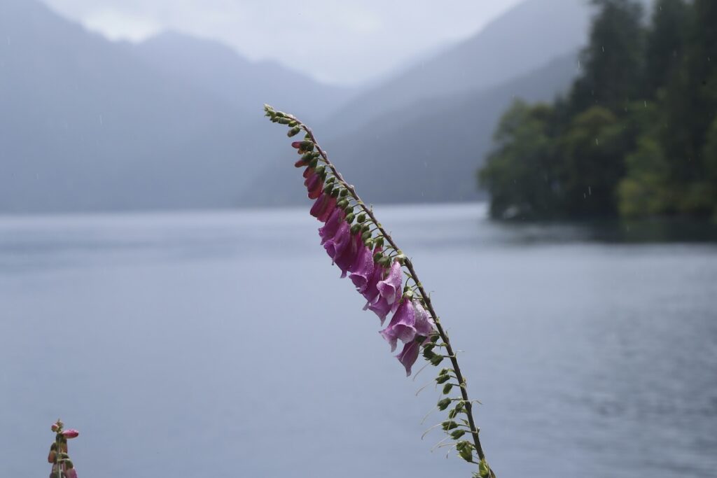 georg-eiermann-QsR6WrEEqes-unsplash | I Heart RVing Lake Crescent