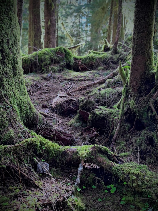 jan-canty-92W7wNr6Imc-unsplash | I Heart RVing Beneath an ancient rainforest