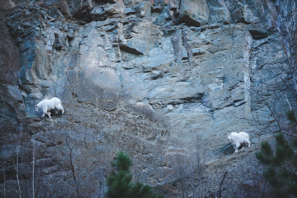 jon-sailer-th9hI4_d9Mo-unsplash | I Heart RVing Two white goats climbing a rocky hillside beside a cliff face, with sparse shrubs in the foreground.