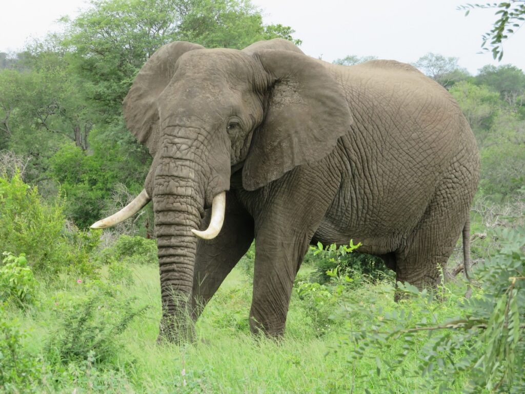 pexels-melqui-2531899-4135448 | I Heart RVing Some views can only be found with International RV rental like this large African elephant in in the lush South African wilderness.