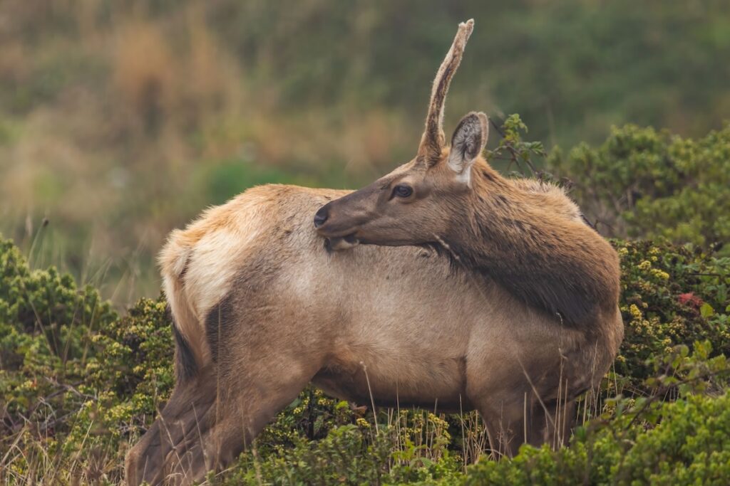 pexels-robertkso-18256702 | I Heart RVing Roosevelt Elk