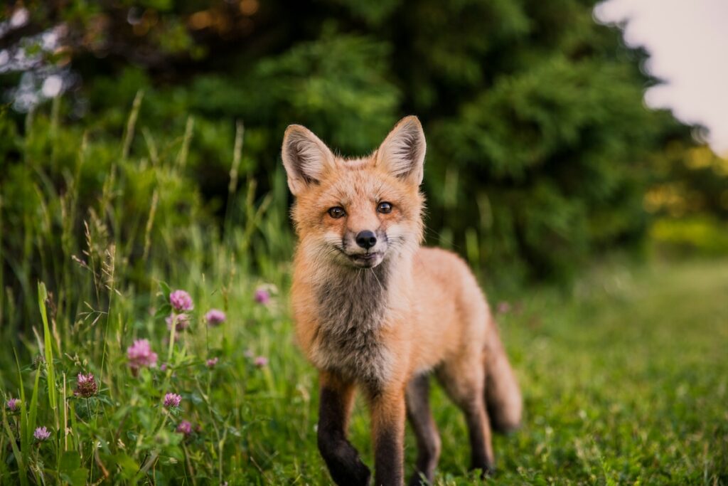 scott-walsh-CQl3Y5bV6FA-unsplash | I Heart RVing See wildlife upclose through binoculars