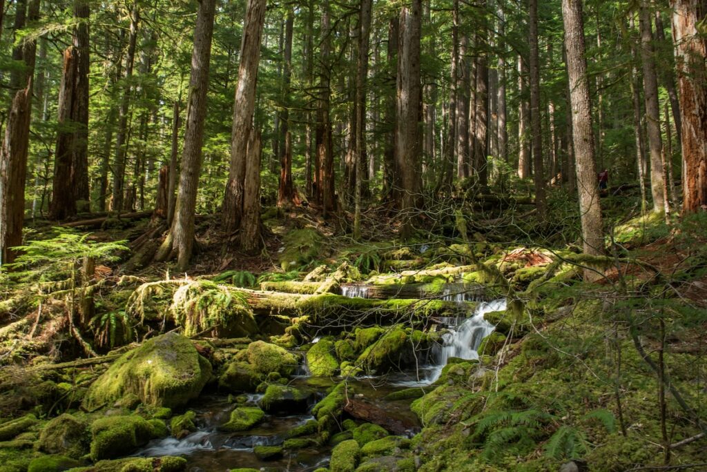 suzanne-rushton-hBXaUFCsDgY-unsplash | I Heart RVing Hall of Mosses RV Camping & Parking Guide