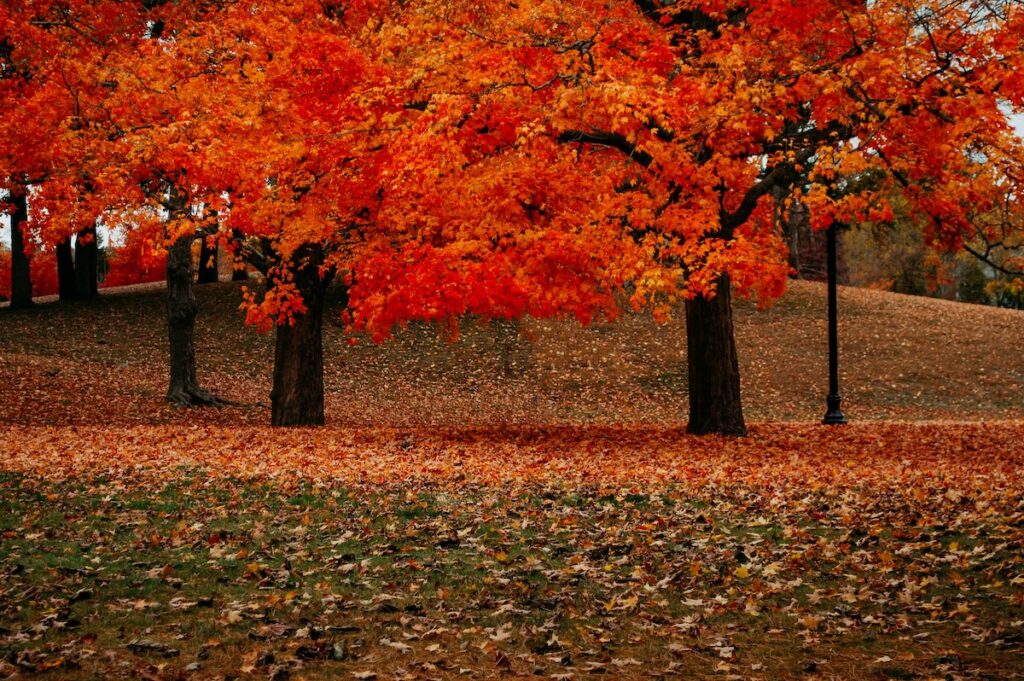 vanessa-sezini-TWm-hjjDXBU-unsplash | I Heart RVing RV Johnny Appleseed Trail to enjoy the fall foliage