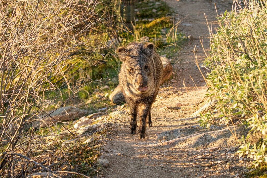 dulcey-lima-vKt9F7vJ8uE-unsplash | I Heart RVing Javelina on trail