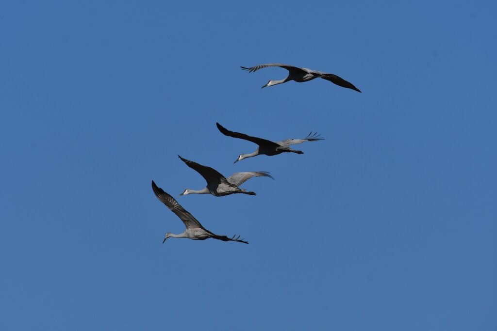 pexels-brian-forsyth-3819674-11013686 | I Heart RVing Sandhill Cranes
